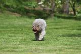 LAGOTTO 038
